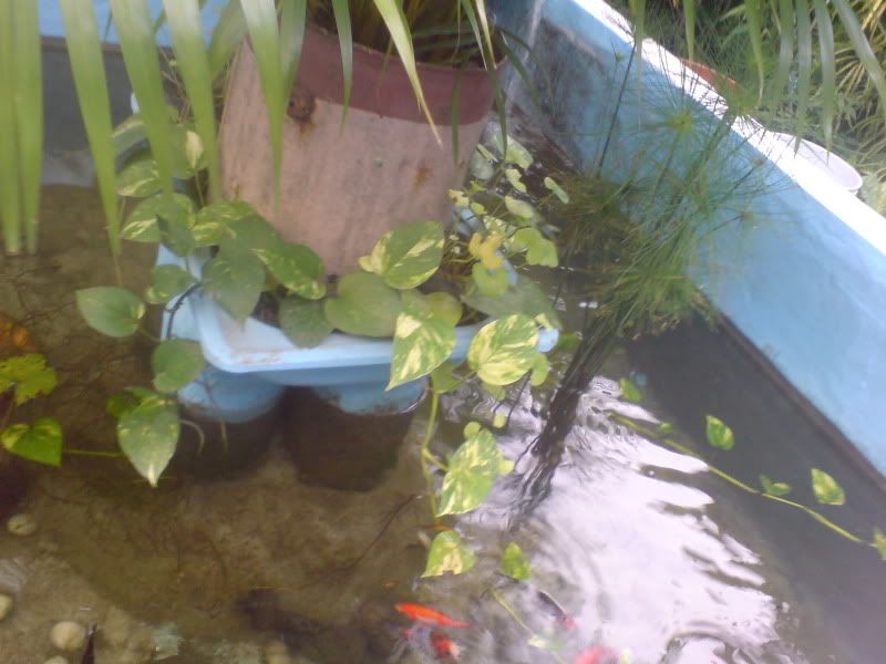 My Garden Pond (slightly image heavy) - Tropical Fish Keeping